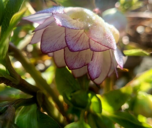 Sunday Morning Garden Chat:  Report From Seattle 8