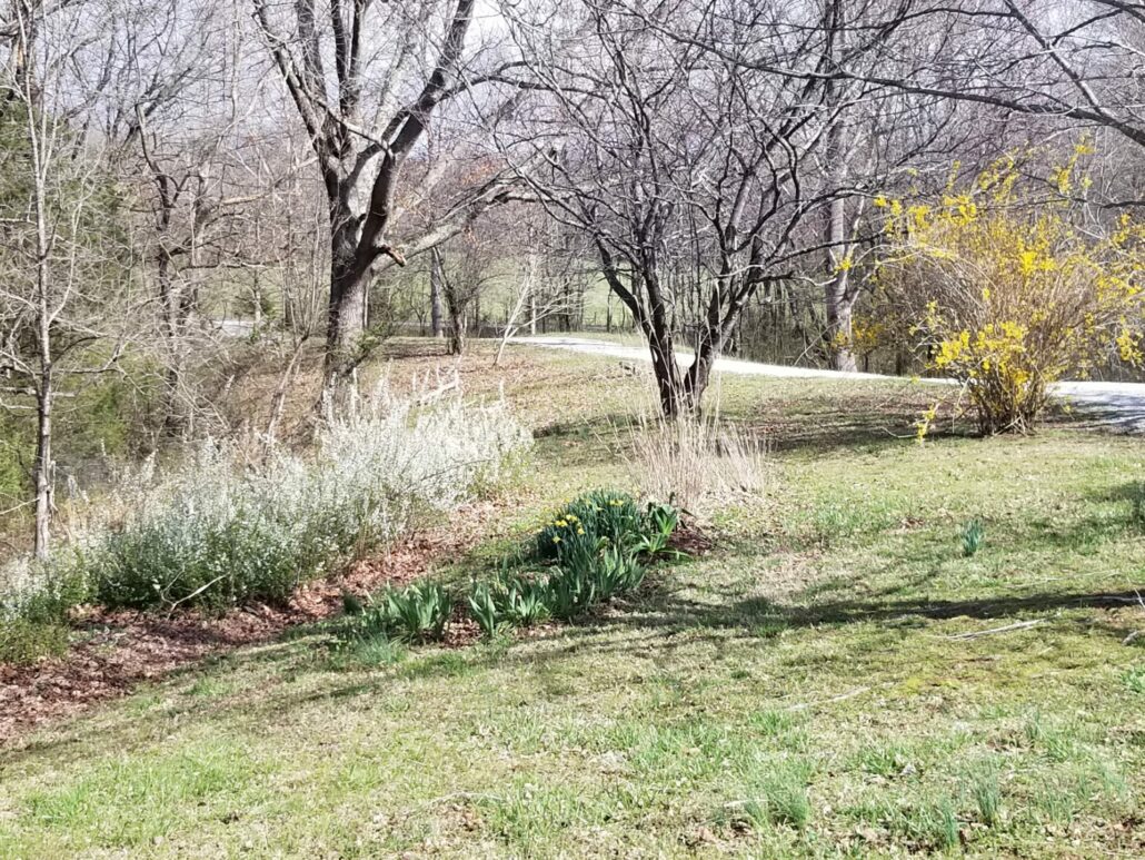 Sunday Morning Garden Chat: Tennesse Daffodil <del>Waltz</del> Walk 9