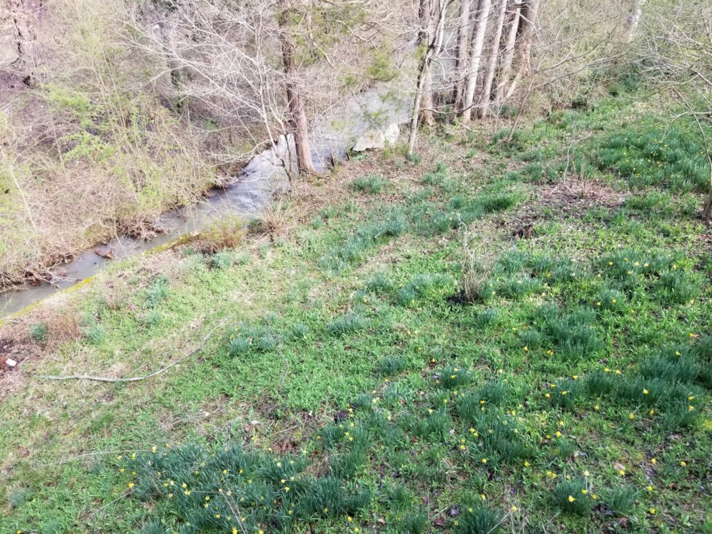 Sunday Morning Garden Chat: Tennesse Daffodil <del>Waltz</del> Walk