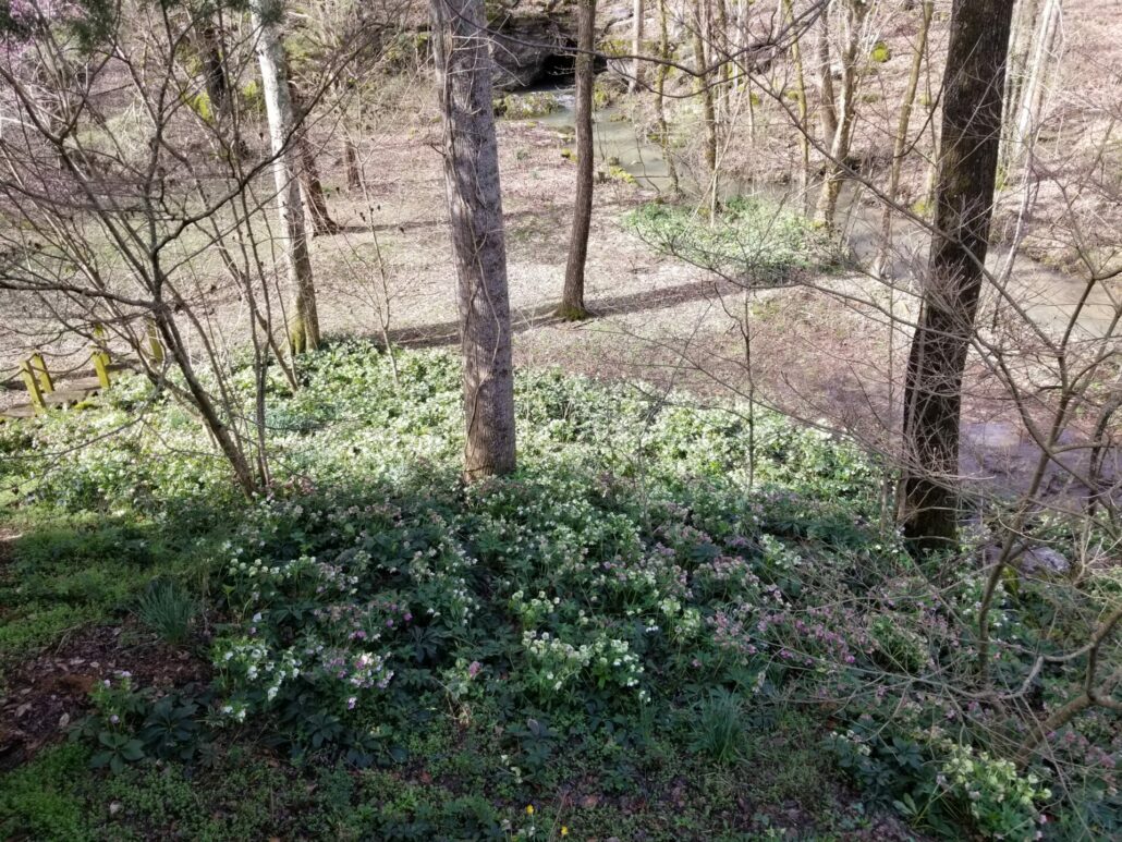 Sunday Morning Garden Chat: Tennesse Daffodil <del>Waltz</del> Walk 1