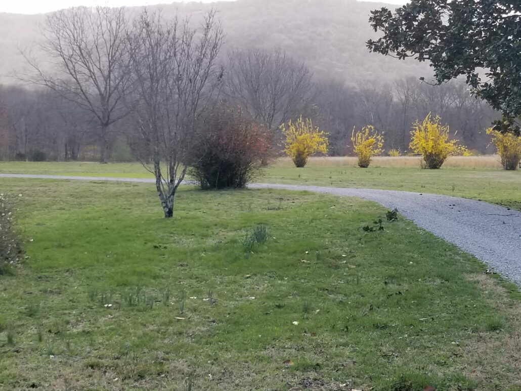 Sunday Morning Garden Chat: Tennesse Daffodil <del>Waltz</del> Walk 3