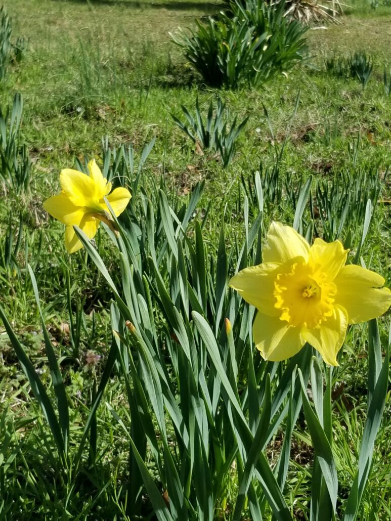 Sunday Morning Garden Chat: Tennesse Daffodil <del>Waltz</del> Walk 4