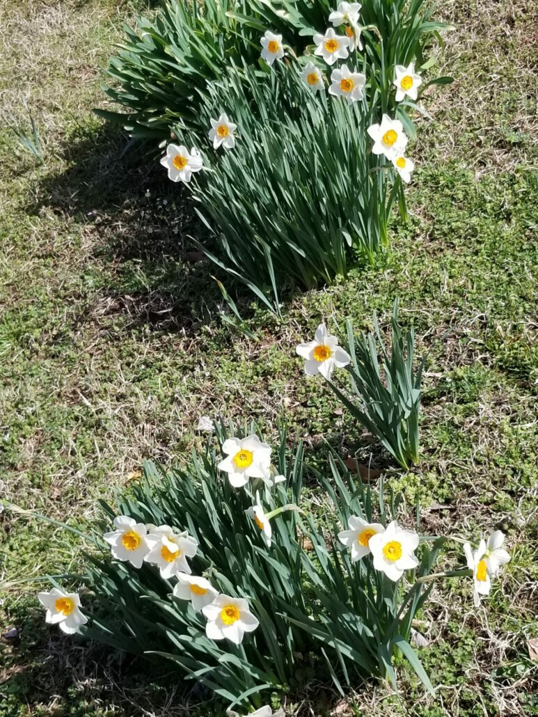 Sunday Morning Garden Chat: Tennesse Daffodil <del>Waltz</del> Walk 5
