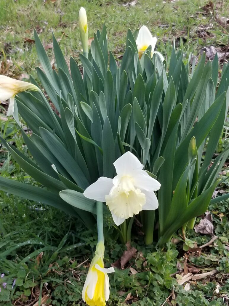 Sunday Morning Garden Chat: Tennesse Daffodil <del>Waltz</del> Walk 6