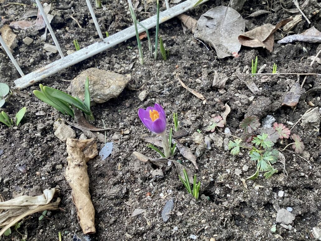 Sunday Morning Garden Chat:  There *Will* Be Spring!