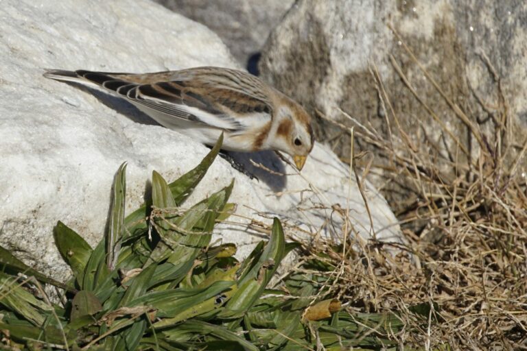 On The Road - frosty - Chasing Birds 9