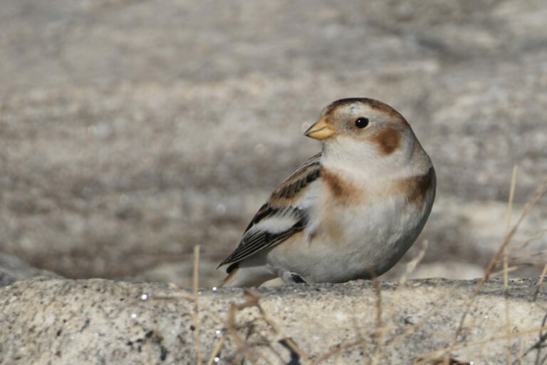 On The Road - frosty - Chasing Birds 8