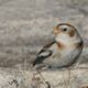 On The Road - frosty - Chasing Birds 8