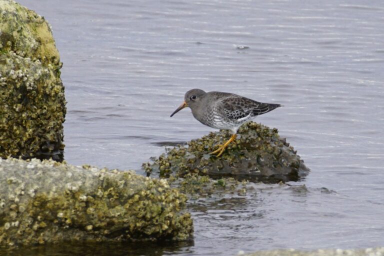 On The Road - frosty - Chasing Birds 6