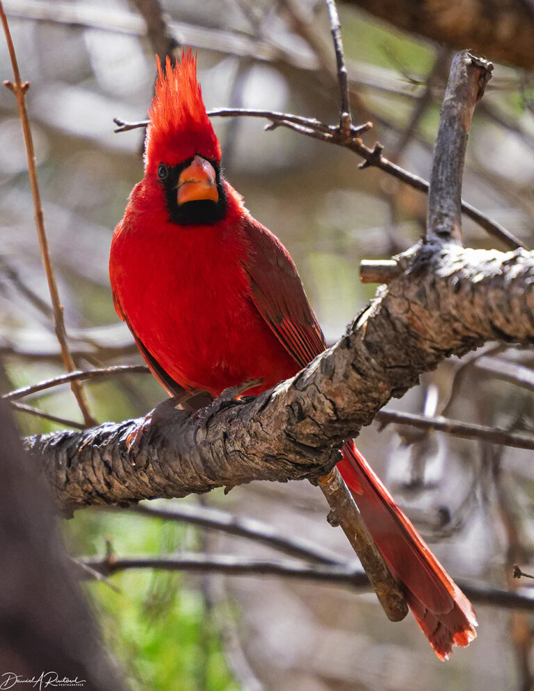 On The Road - Albatrossity - In the Chiricahuas - 2 3