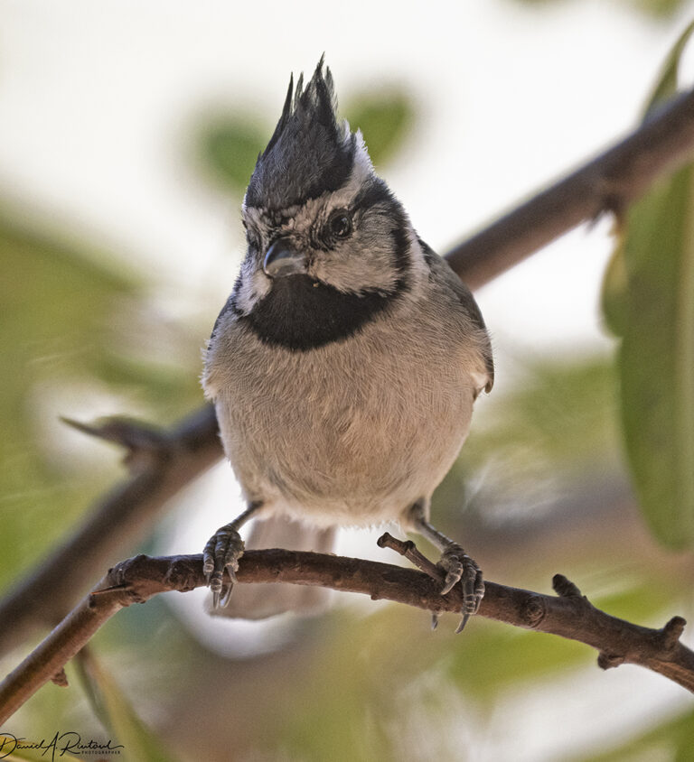 On The Road - Albatrossity - The Chiricahuas week 3 6