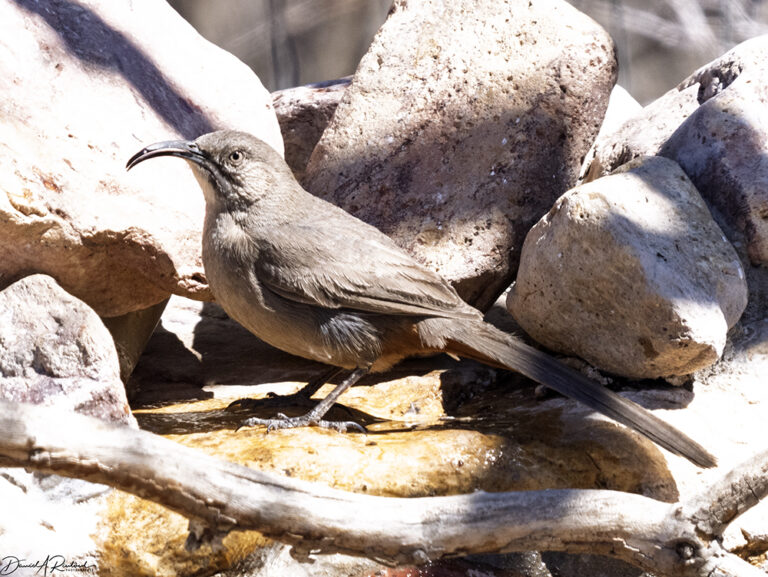 On The Road - Albatrossity - Arizona desert birds 9