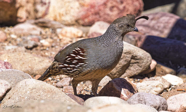 On The Road - Albatrossity - Arizona desert birds 3