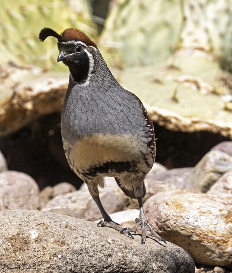 On The Road - Albatrossity - Arizona desert birds 4