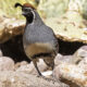 On The Road - Albatrossity - Arizona desert birds 4