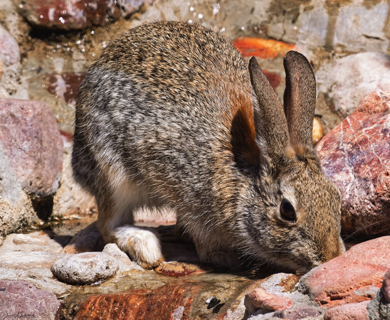 On The Road - Albatrossity - Arizona desert birds
