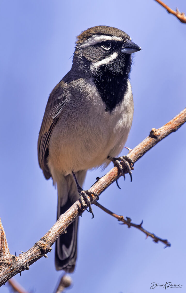 On The Road - Albatrossity - Arizona desert birds 8