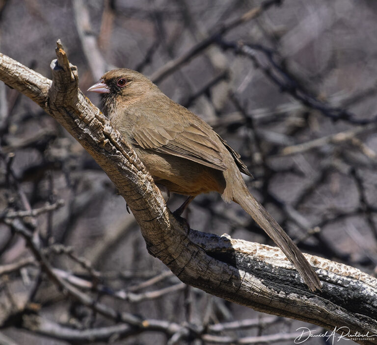 On The Road - Albatrossity - Arizona desert birds 7