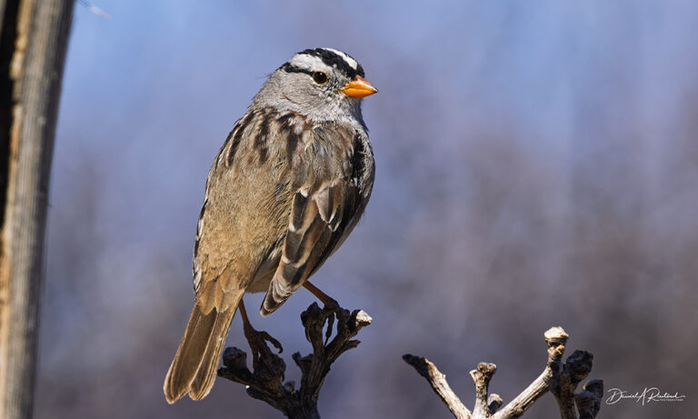 On The Road - Albatrossity - Arizona desert birds 5