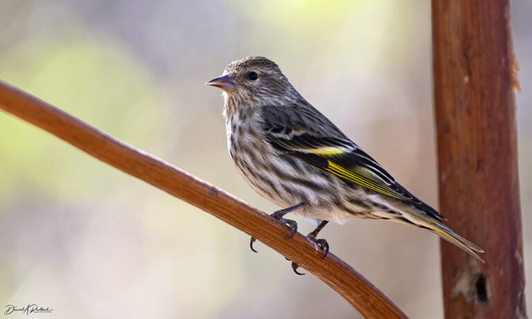 On The Road - Albatrossity - Arizona desert birds 1