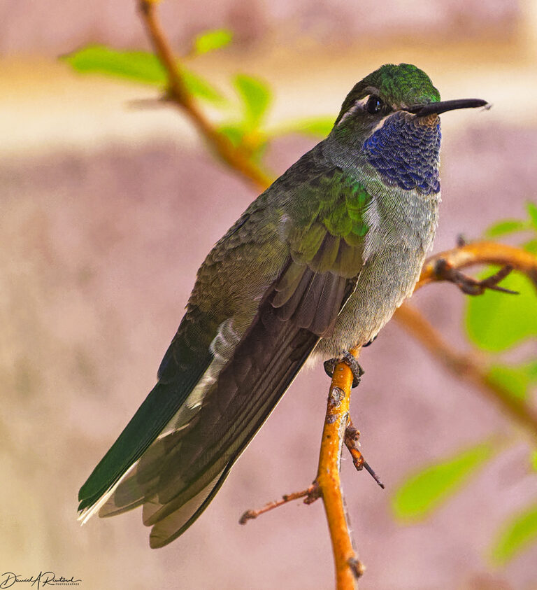 On The Road - Albatrossity - The Chiricahuas week 3 2