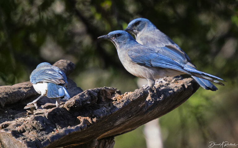 On The Road - Albatrossity - Arizona desert birds 2
