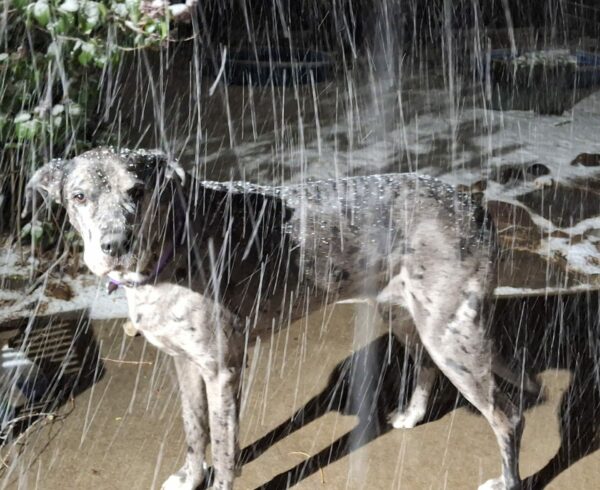 Silver Merle Great Dane in a snow storm