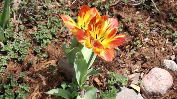Striped orange tulips