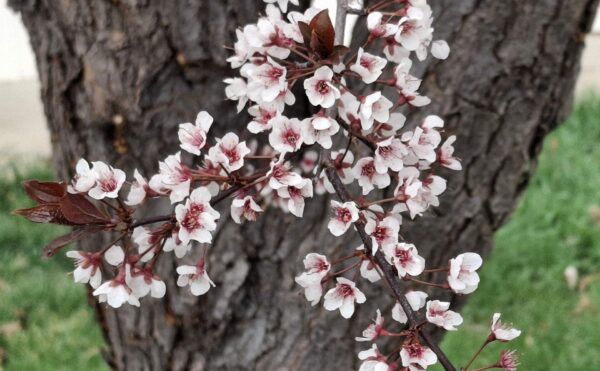 Plum tree blossoms against tree trunk