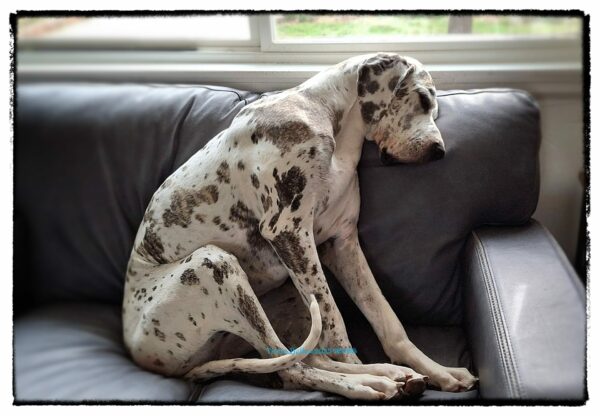 Harlequin Great Dane snoozing while sitting on a couch