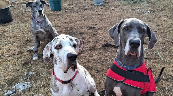 Three Great Danes sitting pretty in the yard