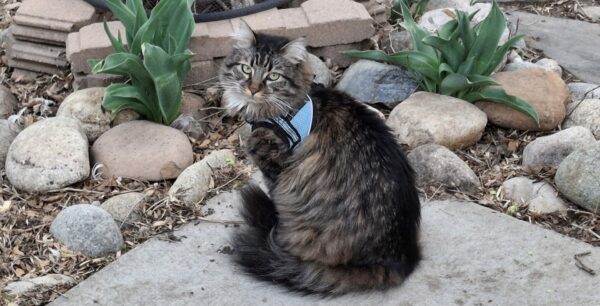 Cutie long hair tabby in her pretty blue harness sitting on the patio