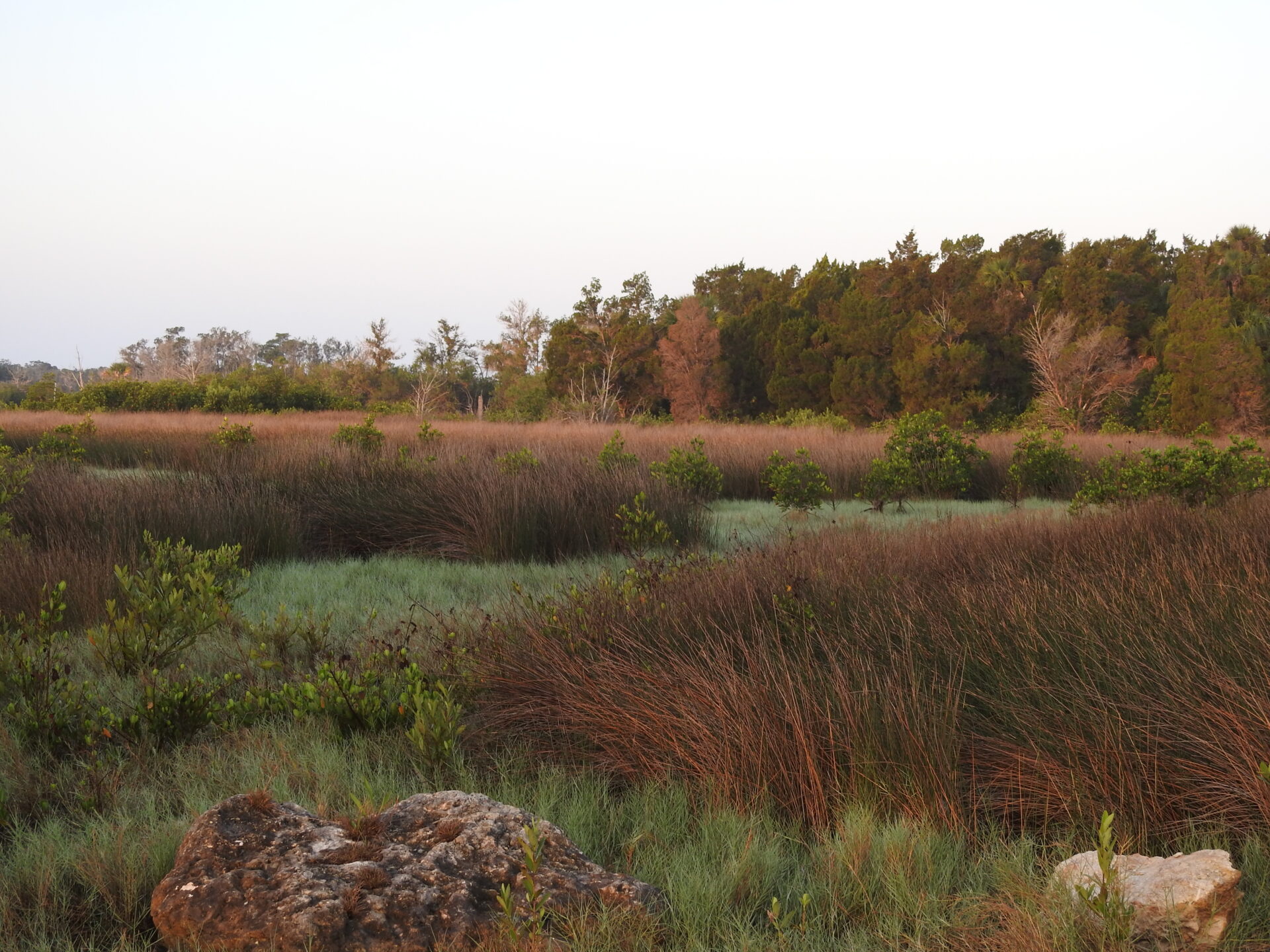 Vegetation in various shades of green and brown in the foreground, with a line of trees in the distance.