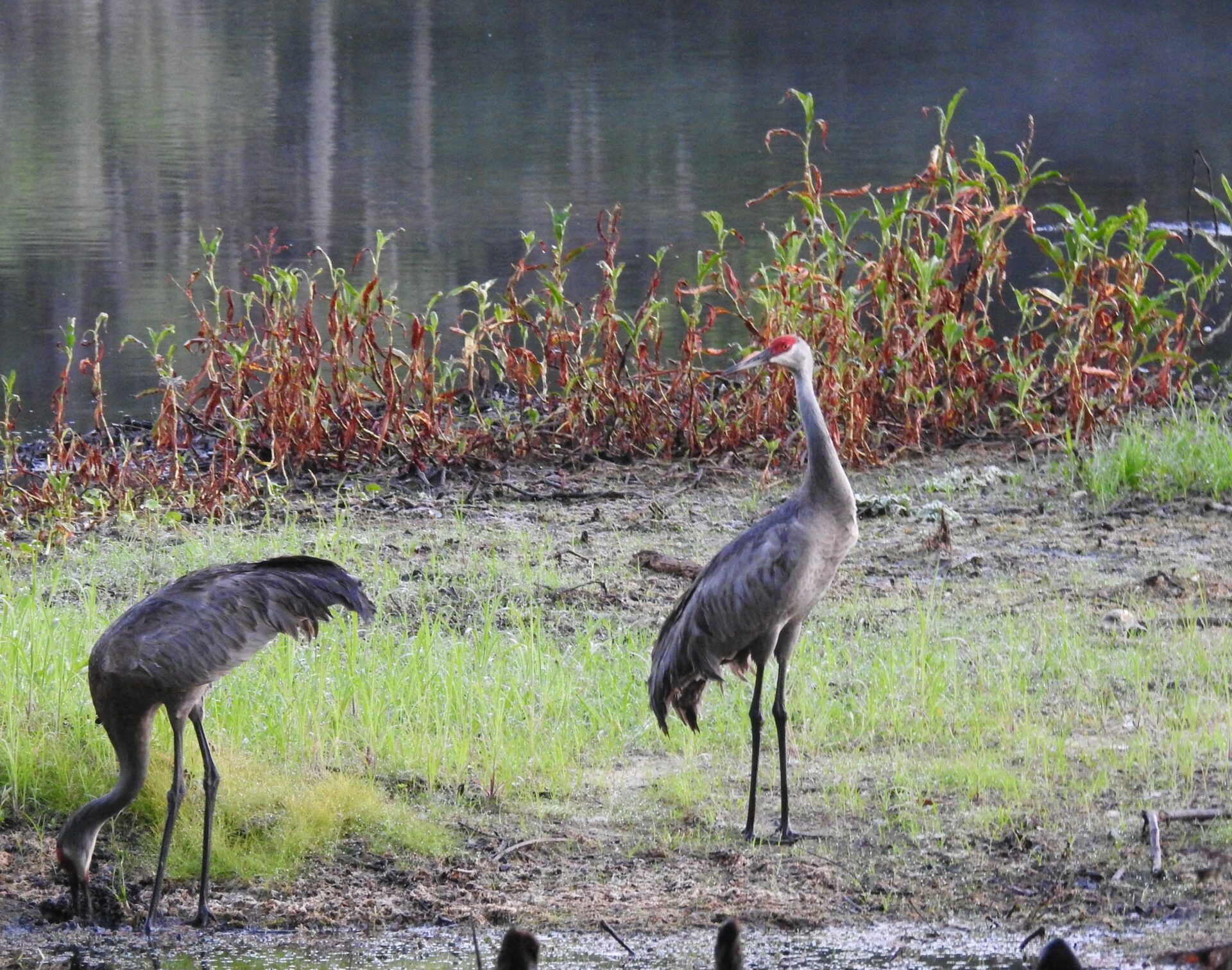 A pair of tall, long-legged, long-necked gray birds with red stripes on the top of their heads standing on a riverbank. 