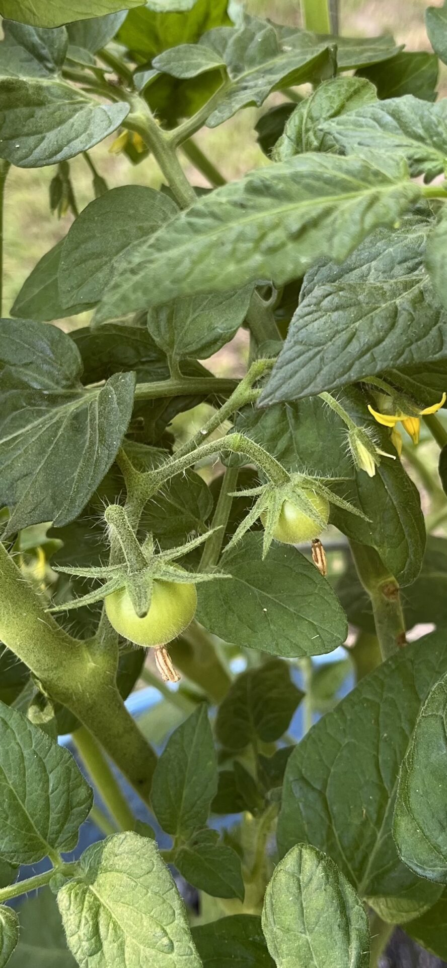 Small green tomatoes 