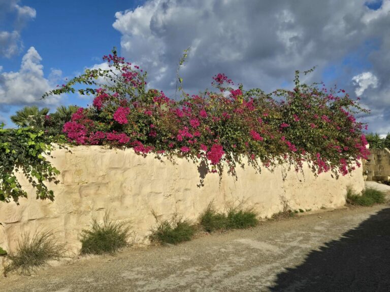 On The Road - Winter Wren - Gozo Countryside- Part 1: Għasri 4