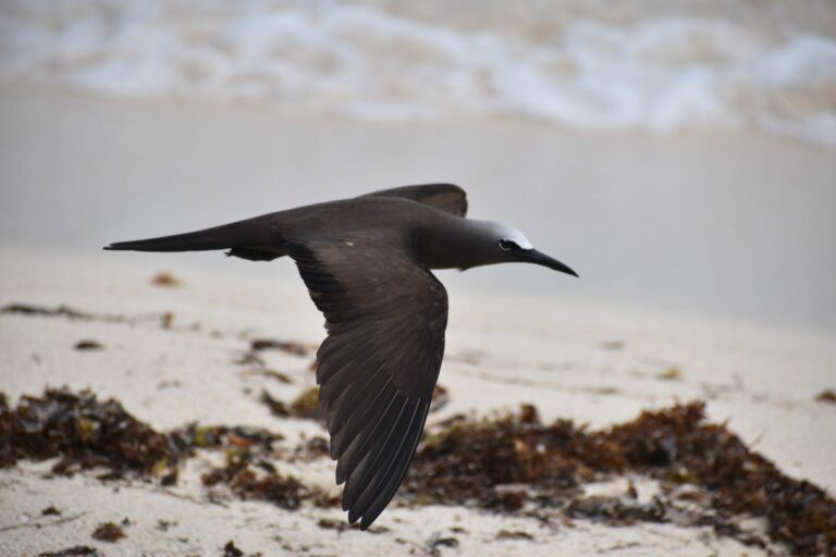 On The Road - Winter Wren - Dry Tortugas Day Trip Part 2: Birds big and small 5