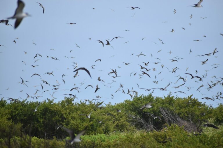 On The Road - Winter Wren - Dry Tortugas Day Trip Part 2: Birds big and small 7