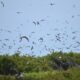 On The Road - Winter Wren - Dry Tortugas Day Trip Part 2: Birds big and small 7