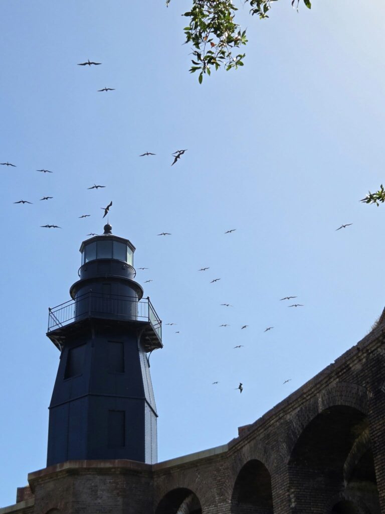 On The Road - Winter Wren - Dry Tortugas Day Trip - Part 1: Around Fort Jefferson 5
