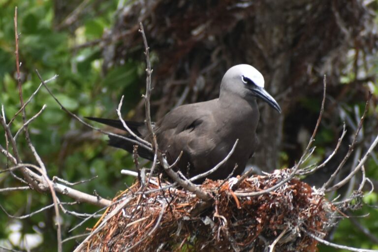 On The Road - Winter Wren - Dry Tortugas Day Trip Part 2: Birds big and small 6