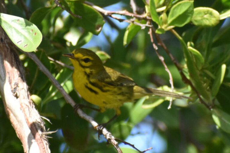 On The Road - Winter Wren - Dry Tortugas Day Trip Part 2: Birds big and small 1