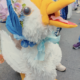 On The Road - ema - Invasion of the Easter Bunny Wannabes 7