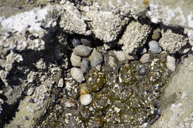 On The Road - frosty - 2024 National Park Road Trip - Washington (4/10) Olympic National Park – Coast 4