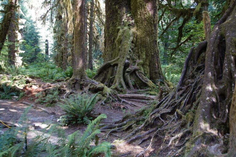 On The Road - frosty - 2024 National Park Road Trip - Washington 5/10 Olympic National Park – Hoh River Rain Forest and Hurricane Ridge 6