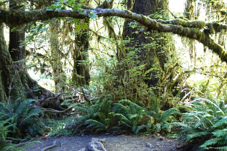 On The Road - frosty - 2024 National Park Road Trip - Washington 5/10)Olympic National Park – Hoh River Rain Forest and Hurricane Ridge 5