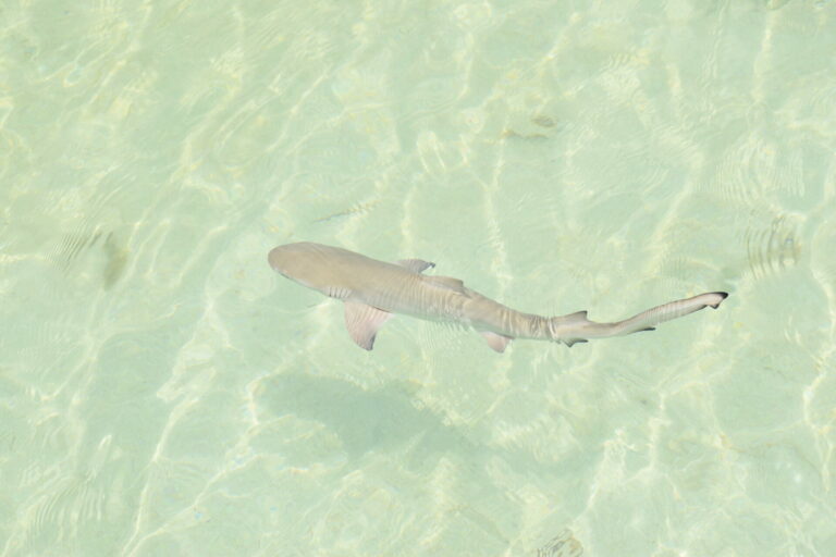 On The Road - Winter Wren - Dry Tortugas Day Trip - Part 1: Around Fort Jefferson 2