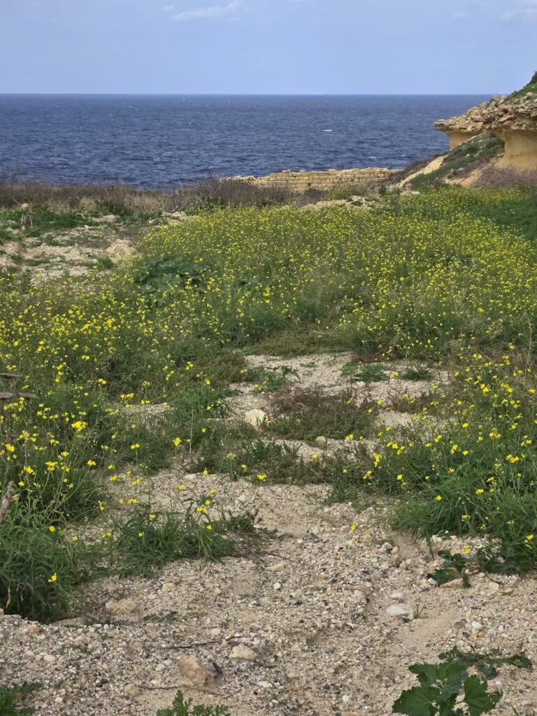 On The Road - Winter Wren - Gozo Countryside - Part 2: Wied il-Għasri 8