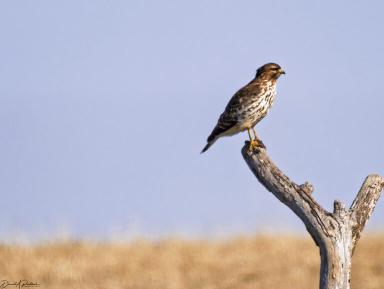 On The Road - Albatrossity - Early spring in Flyover Country 9