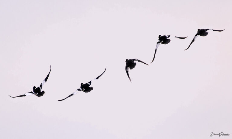 On The Road - Albatrossity - Early spring in Flyover Country 7